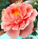 20PCS Peony Seeds Double Flowers