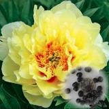 20PCS Peony Seeds Double Flowers