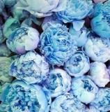 20PCS Peony Seeds Double Flowers