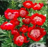 20PCS Peony Seeds Double Flowers