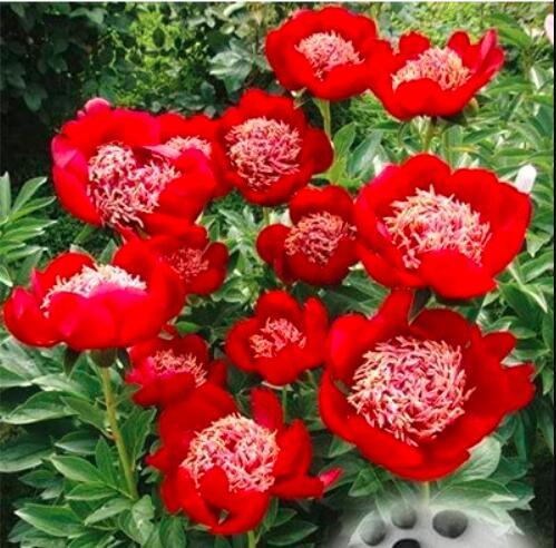 20PCS Peony Seeds Double Flowers