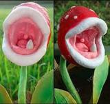 200PCS Eat Cordyceps Dionaea Muscipula Clip Venus Flytrap Plant Seeds