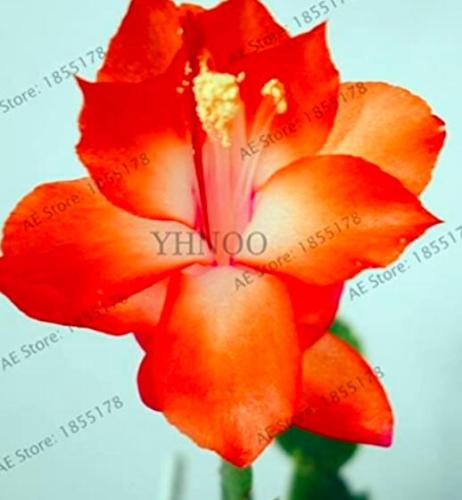 100PCS Schlumbergera Flores Christmas Cactus Plant Seeds Rose Red White Flowers
