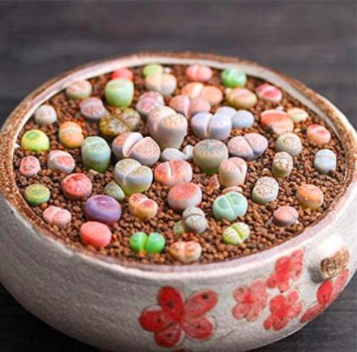 1000PCS Lithops Seeds Mixed