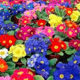 200PCS Mixed Zebra Evening Primrose Plants Seeds