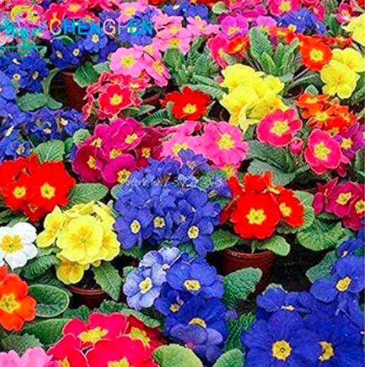 200PCS Mixed Zebra Evening Primrose Plants Seeds