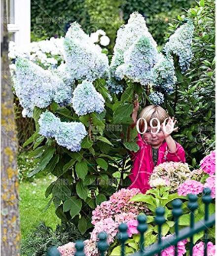20PCS Champagne Hydrangea Flower Seeds
