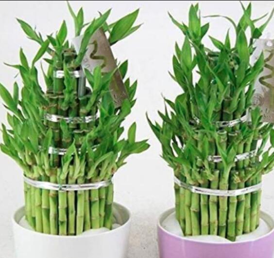 50PCS Lucky Bamboo Seeds