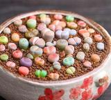 1000PCS Lithops Mixed Seeds