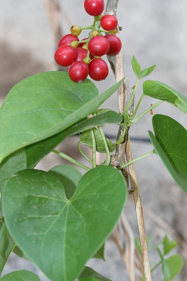 Tinospora Cordifolia Giloy Guduchi 10 Seeds