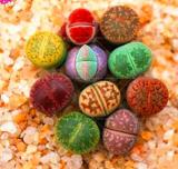 200PCS Lithops Mixed Seeds
