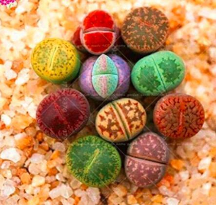 200PCS Lithops Mixed Seeds