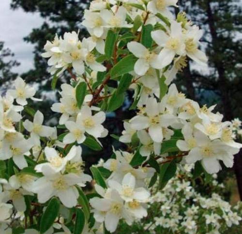 50 Philadelphus coronarius Mock Orange Flower Seeds
