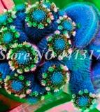 500PCS Mini Potted Bonsai Succulent Cactus Seeds