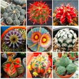 200PCS Mixed Cactus Seeds