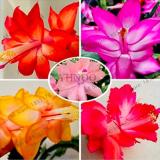 100PCS Schlumbergera Flores Christmas Cactus Plant Seeds Mixed Flowers