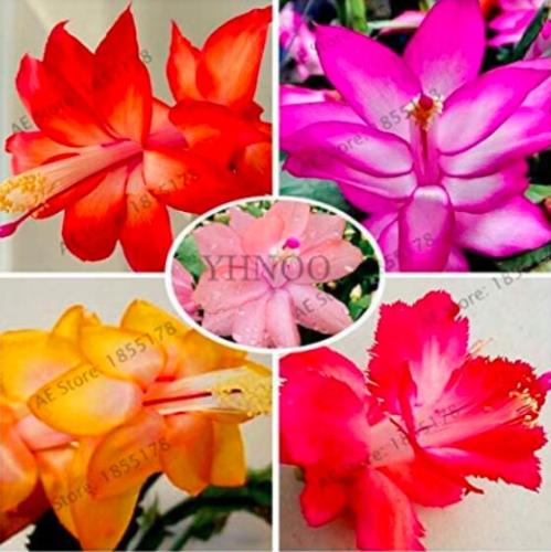 100PCS Schlumbergera Flores Christmas Cactus Plant Seeds Mixed Flowers