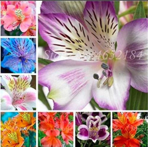 100PCS Peruvian Lily Bonsai Seeds Mixed