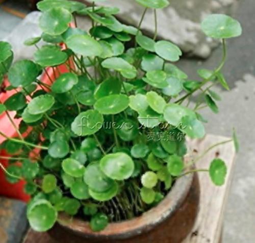 20 Gotu kola Seeds