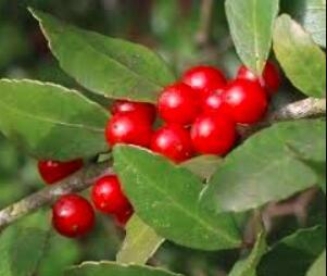 120pcs Ilex vomitoria Yaupon Holly Tree Seeds