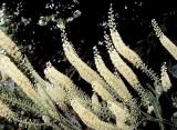 Black Cohosh (Cimicifuga racemosa) Packet of 50 Seeds, Organic Easy to Grow, Plant, Seasons, Meaningful