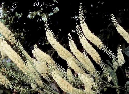 Black Cohosh (Cimicifuga racemosa) Packet of 50 Seeds, Organic Easy to Grow, Plant, Seasons, Meaningful