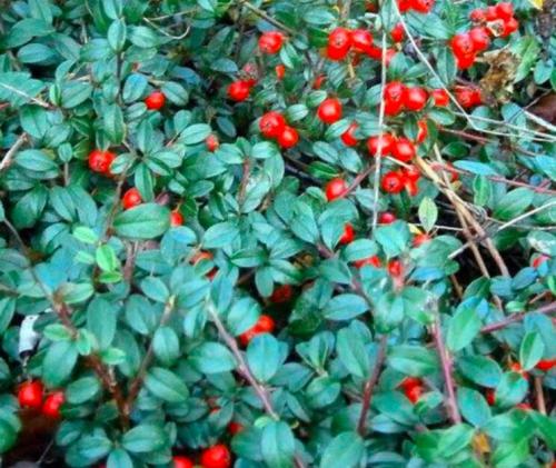 Wintergreen Creeping Gaultheria Procumbens 100 Bulk Seeds