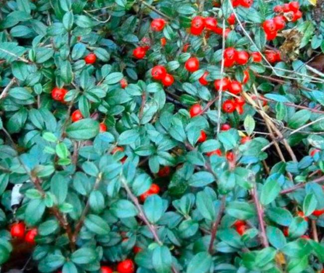 Wintergreen Creeping Gaultheria Procumbens 100 Bulk Seeds