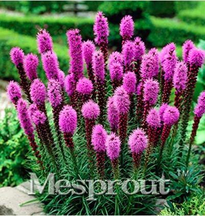 100 Snake Root Bonsai (Liatris Spicata) Flower Bonsai Seeds