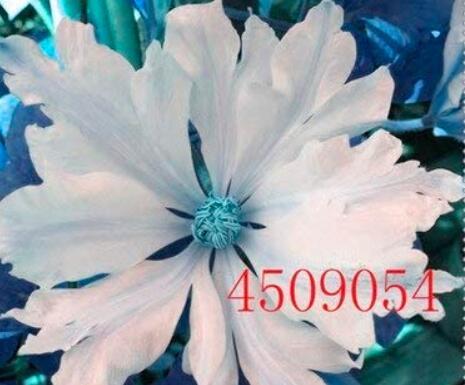 100PCS Clematis Seeds White Climbing Flowers