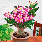 1PC Adenium Seed White Rose Red Colorful Single Flowers Desert Rose