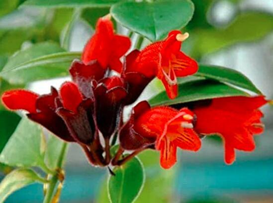 15PCS Lipstick Flower Seeds