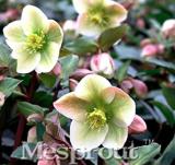 50PCS Helleborus thibetanus Flower Seeds