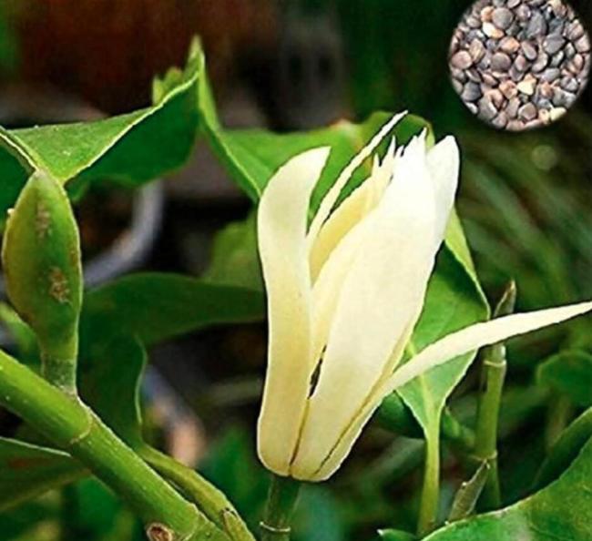 20PCS Michelia Alba Flower Seeds White Flowers