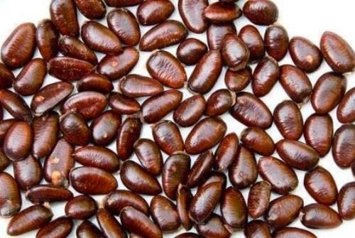 15PCS Pawpaw the Indiana Banana Seeds