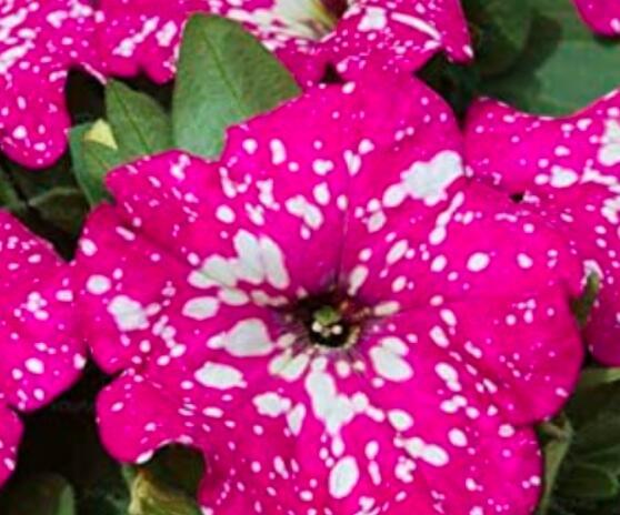 200PCS Petunia Big Flower Seeds Pink Flowers with White Spots