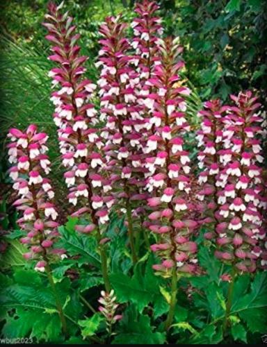 10PCS Bear's Breeches Plant Seeds