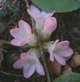 120PCS Trailing Arbutus Seeds
