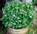 100PCS rau cang cua-peperomia pellucida Plant Seeds