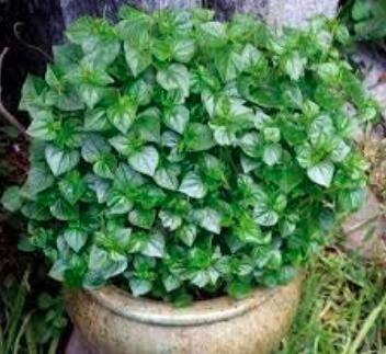 100PCS rau cang cua-peperomia pellucida Plant Seeds