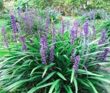 25PCS Blue Lily Turf Monkey Grass Flower Seeds