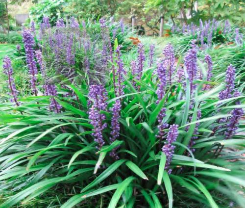 25PCS Blue Lily Turf Monkey Grass Flower Seeds