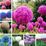 100PCS Allium giganteum Flower Mixed Seeds