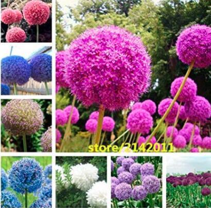 100PCS Allium giganteum Flower Mixed Seeds