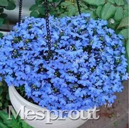 100PCS Aubrieta Cultorum Seeds