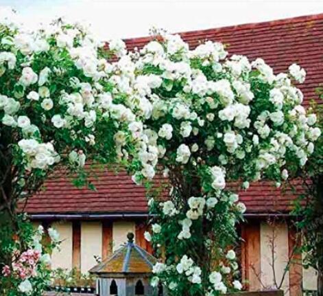 100PCS White Climbing Rose Seeds