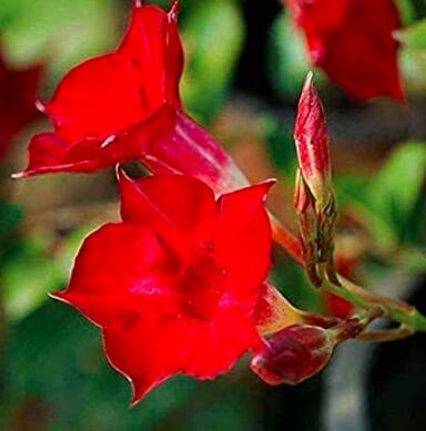 30 Dipladenia Sanderi Flower Seeds