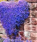 100PCS Aubrieta Cultorum Seeds