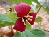 60pcs Trillium Erectum Flower Seeds