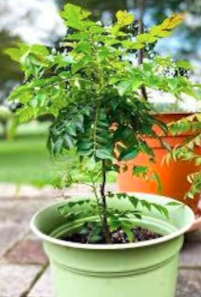 50 Ceylon Curry Leaf Plant Seeds Murraya Koenigii